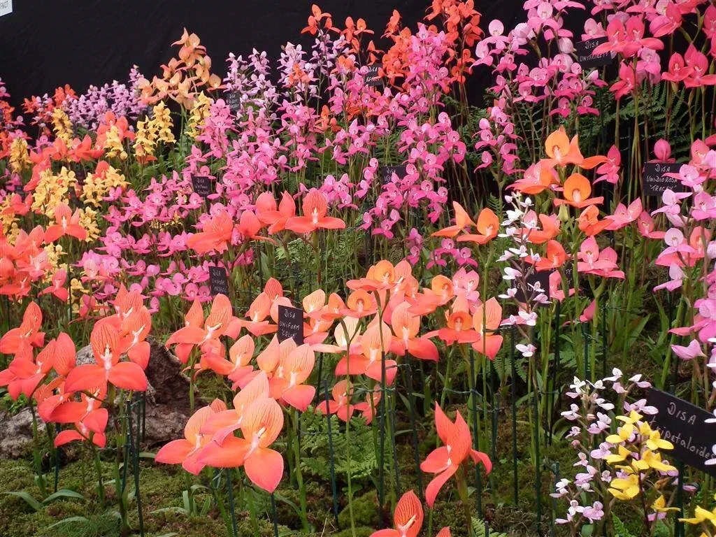 Floral marquee in the long water area 18